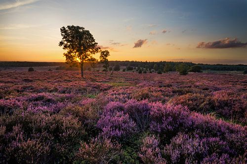 Bloeiende Heide