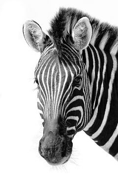 Zebra van Denis Feiner