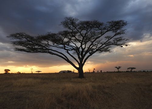 Acacia boom bij avond in de Serengeti in Tanzania