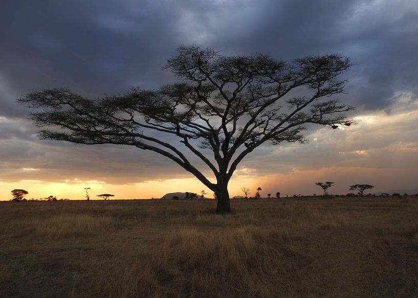 Acacia boom bij avond in de Serengeti in Tanzania van Aagje de Jong