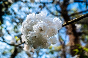 Frühlingsblüte