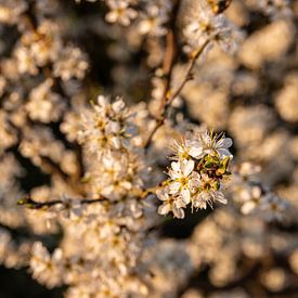 Die Blüte des Lebens von Max van Veghel