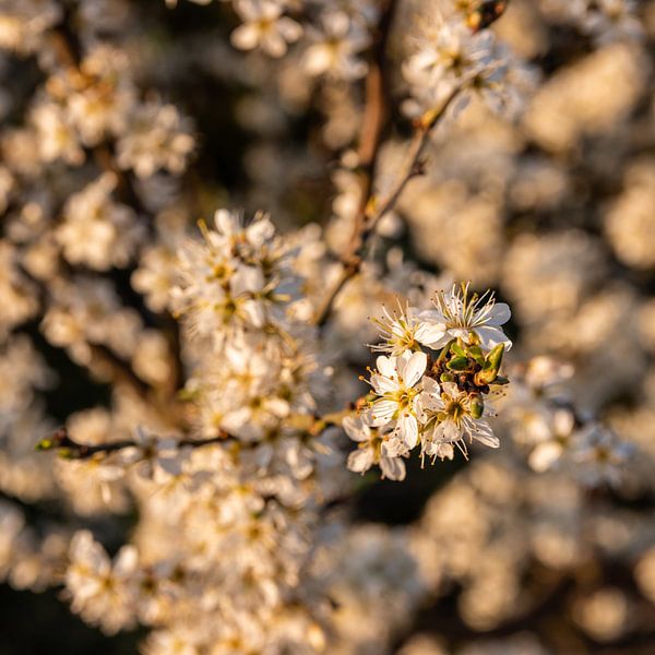 The flowering of life by Max van Veghel