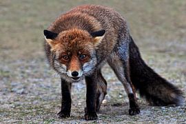 Vos, vrouwtje by Jeannette Penris