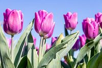 Purple Tulips