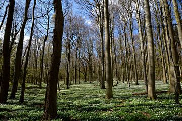 Anémone de bois près de Klein Stresow