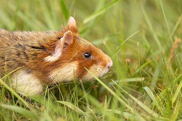 Hamster sur Kris Hermans