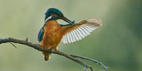 Eisvogel - Der Perfektion nahe von Eisvogel.land - Corné van Oosterhout Miniaturansicht