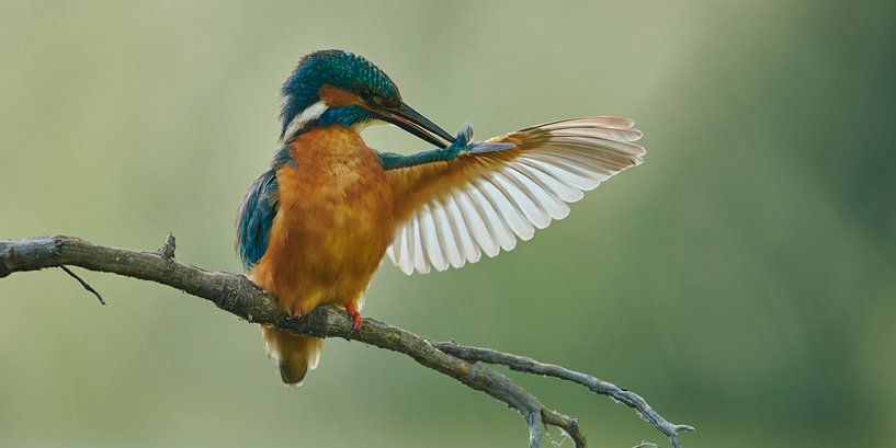 Eisvogel - Der Perfektion nahe von Eisvogel.land - Corné van Oosterhout