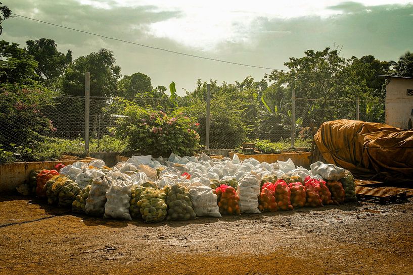 Fruit market Camagüey Cuba by Nicolette Suijkerbuijk