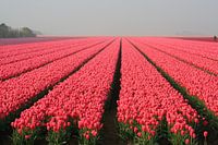 Het tulpenveld in het  Zand