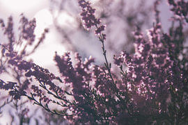 Dreamy Heath by Kimfaesdesign