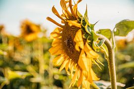 A beautiful sunflower by Lucie Jakobsen