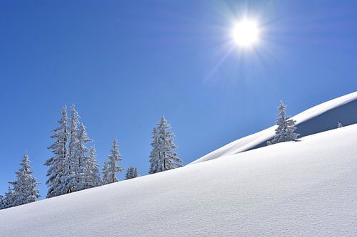 Groep bomen in de sneeuw