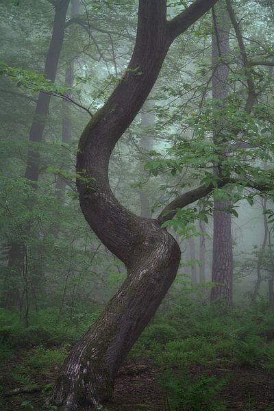 Boom in de mist van Vincent Fennis
