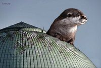 Art deco Otter met overzicht