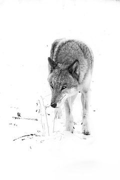 zwart-wit Insidious look van een grijze wolf Grijze wolf mannetje in de sneeuw, sterk dier in de win