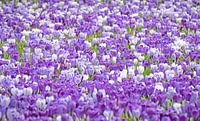 CrocusField