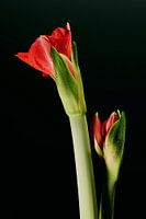 The budding of a beautiful red amaryllis with water drops on a dark background