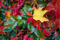 Herfstkleuren