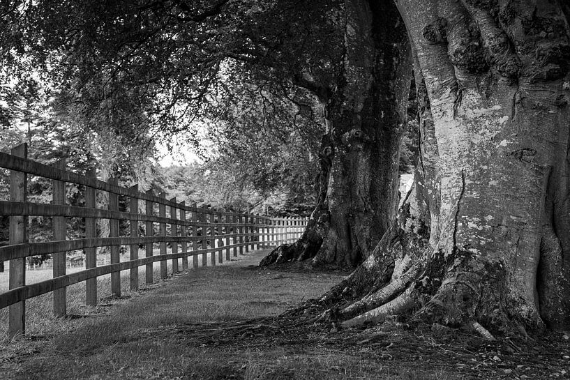 Baumallee in Irland von Roland Brack