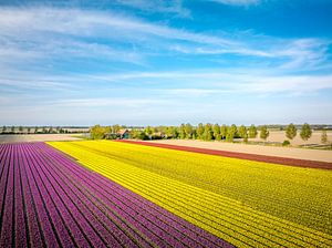 Tulpen auf einem Feld im Frühling von oben gesehen