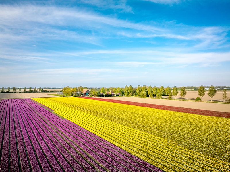 Tulips growing in a field during springtime seen from above by Sjoerd van der Wal Photography