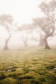 The Mysterious Fanal Forest on Madeira by Patrycja Polechonska