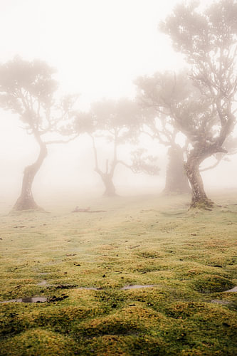 Geheimnisvolle Fanal-Wald auf Madeira