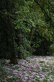 Forest with anemones
