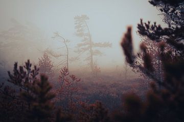 Black moor