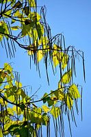 Pods of the Trumpet Tree