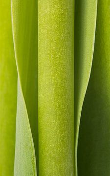 Abstract photography: Green vertical