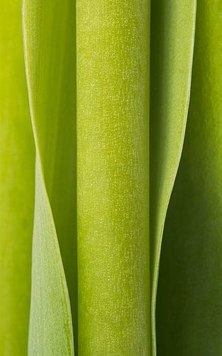 Biophilic Design, Abstracte fotografie: Groen verticaal