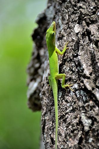 Cubaanse boomstamanolis