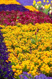 Tulpen im Blumenmeer von Leo Schindzielorz