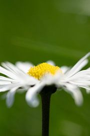 Gänseblümchen von Anita Visschers