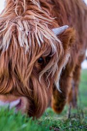 Schottisches Highlander-Kalb