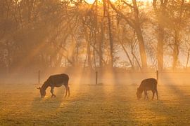 Ezels von André Dorst