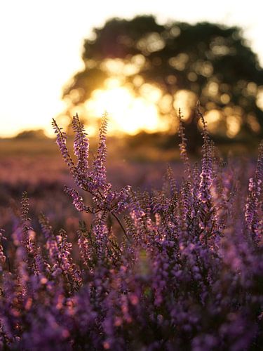 Heather bush at sunset
