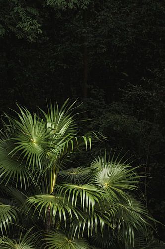 Palmblad in Donkere Jungle Tropisch Lichtspel in Groen