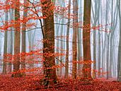 Winter-Wälder (Buchenwald im Nebel mit Herbstfarben) von Caroline Lichthart Miniaturansicht