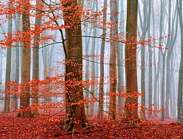 Winter-Wälder (Buchenwald im Nebel mit Herbstfarben) von Caroline Lichthart