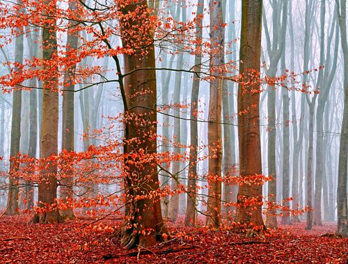Winter-Woods (Beukenbos in mist met herfstkleuren)