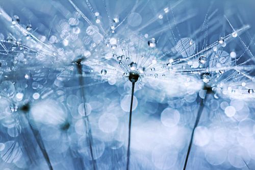 Blowball Bokeh Boogie....