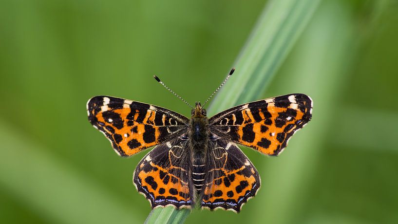 Landkaartje par Jan Jongejan