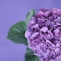 Hortensie