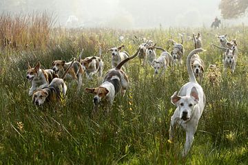 Foxhounds in actie van Wybrich Warns