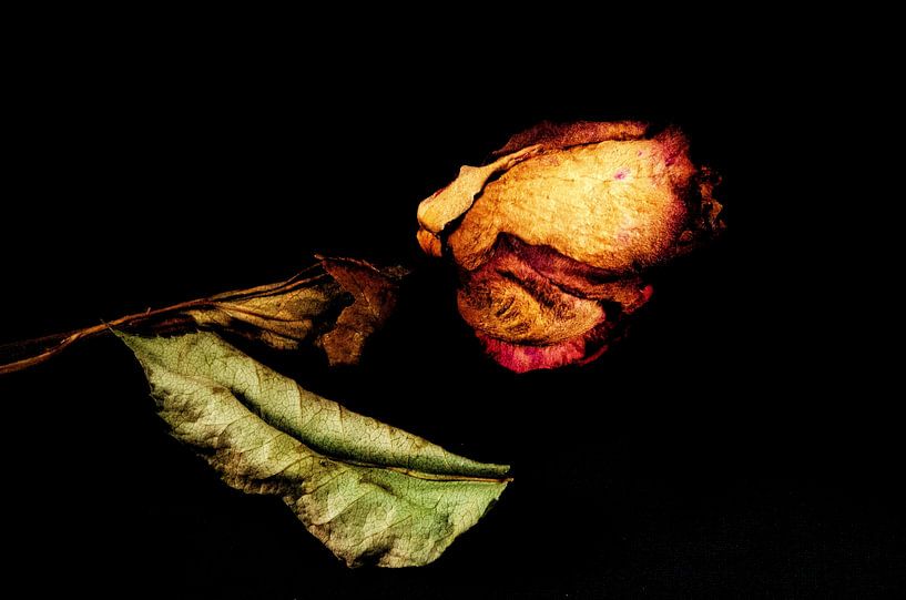 Transience - Vergänglichkeit von Reiner Borner