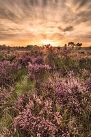 Coucher de soleil à Kalmthoutse Heide